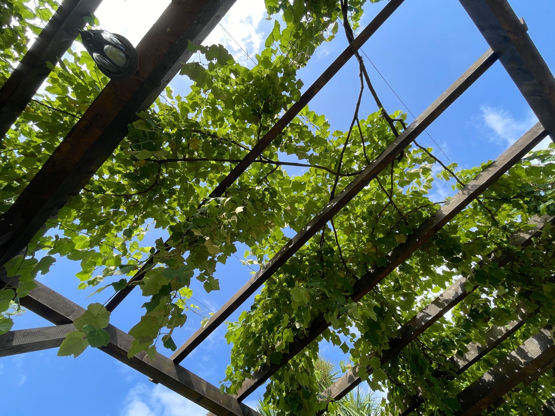 Grapevine on wooden pergola under blue sky